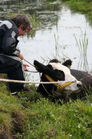 Scaled image Koe ter water warmond 020.JPG 